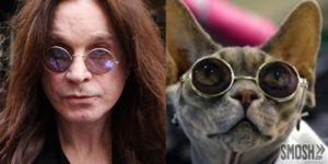 cats who look like famous people 4 Ozzy Osbourne