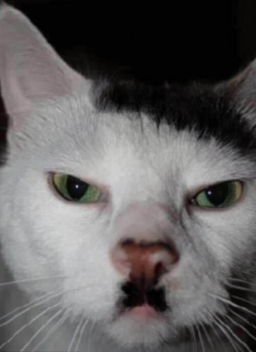 cats who look like famous people 7 Hitler Cat