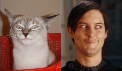 Cats who look like famous people 5 Tobey Maguire - Comics 