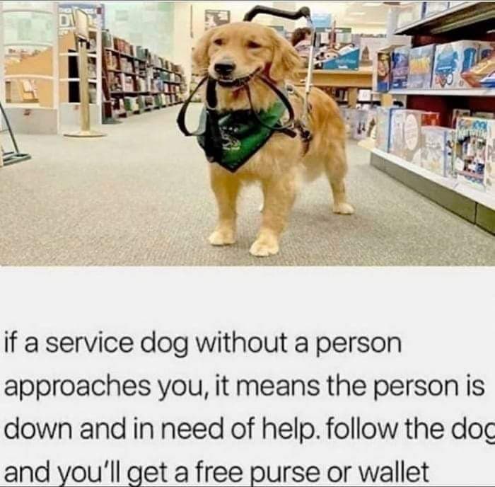 cute-dog-meme-if-a-service-dog-approaches-you-without-a ...