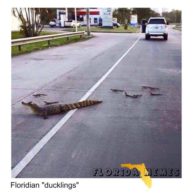 Florida-meme-floridian-ducklings – Comics And Memes