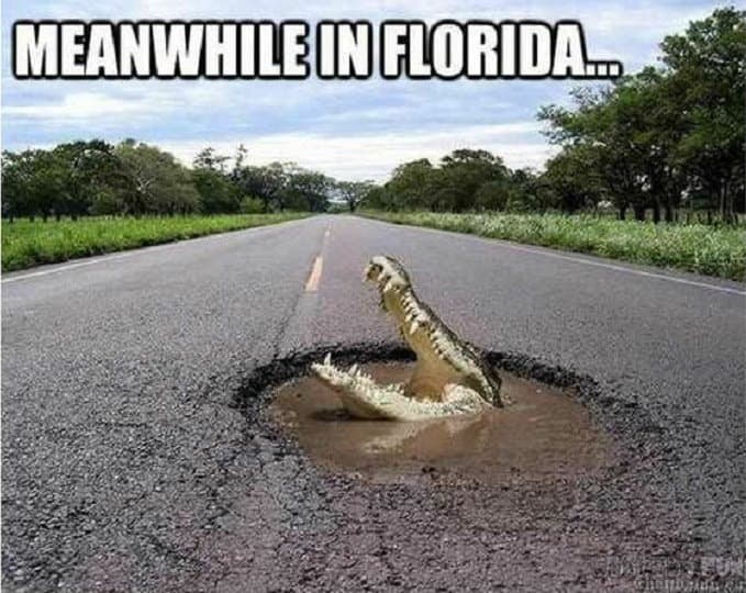 florida-meme-meanwhile-in-florida-alligator-in-pothole – Comics And Memes