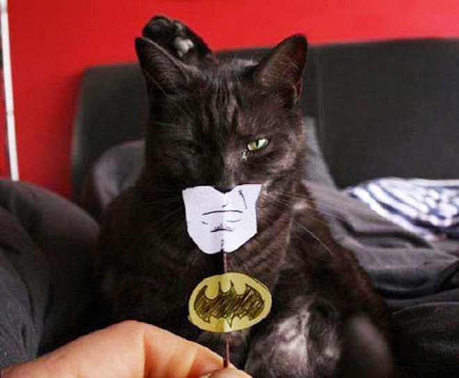Cat in batman costume