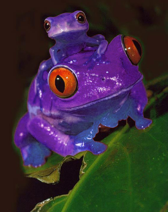 Фиолетовая лягушка. Пурпле Фрог. Индийская лиловая пурпурная лягушка.